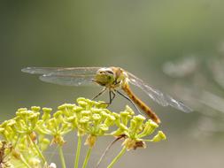 yellow dragonfly on flowers