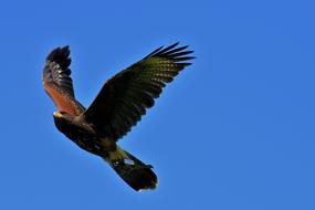 Adler Raptor Bird Of Prey