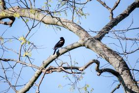 Tree Nature Bird