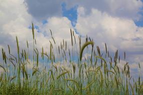 Plant Horizon Nature