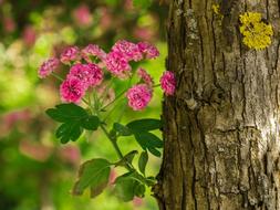Flower Tree Log