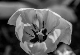 Flower Monochrome Petal