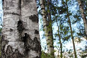 The birches are magnificent forest