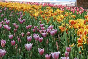 Flower Tulip Plant