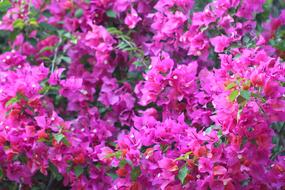 Flower Nature Flora