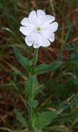 Nature Flower Plant