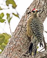 Cuba Candelaria Artemisa