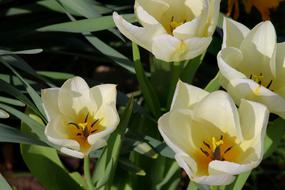 white flower buds are beautiful
