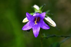 Hare Bell Bellflower Flower
