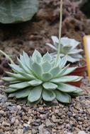 Cactus Thorn Scratchy