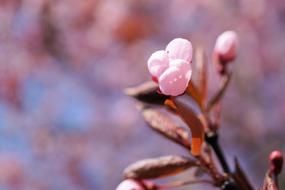 Bud Cherry Blossom Flower