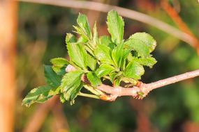 Spring Foliation Leaf