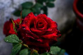 Rosa Flower Leaf