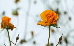 Flower Nature Plant