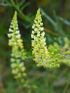 Wild Flower Plant Geometry Nature