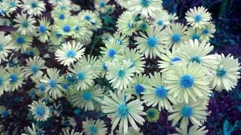 Flowers Astra Novoblogika