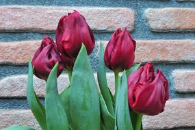 Spring Flower Plant