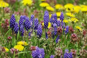 japanese flowers in the field