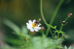 Feed Flower