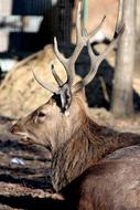 Deer Male Nature