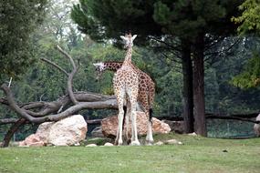 Giraffe Africa Safari
