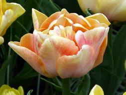 Tulip Lily Orange