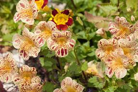 Nature Plant Sheet