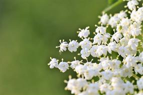 white flowers green background