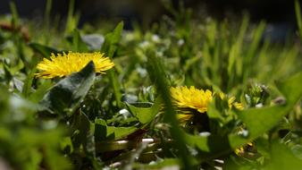 Nature Flora Flower