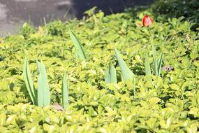 yellow flowers with a tulip