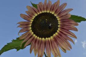 Plant Nature Flower