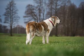Dog Grass Nature
