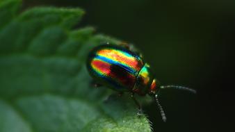 Nature Insect No