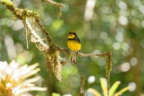 Nature Tree Animal World