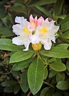 Plant White Rhododendron Single
