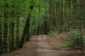 the magic forest is green