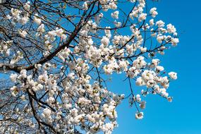 Cherry Spring Branch