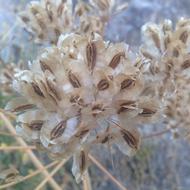 Flower Nature Plant