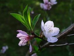 Flower Tree Flowering Pink