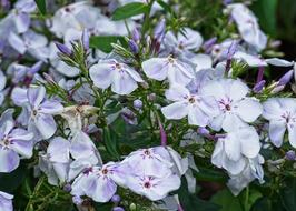 Phlox Flame Flowers Lock-Up Herb