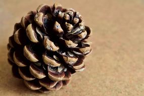 Pine Cone Tree