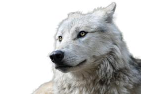 Beautiful white wolf