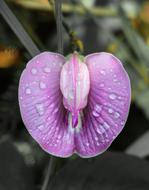 Flower Flora Nature