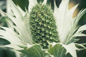 Thistle White
