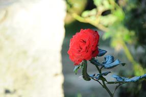 Flower Hong Da Lat Red