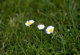 Grass Nature Meadow