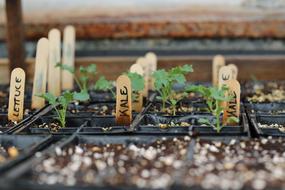 potted green seedlings