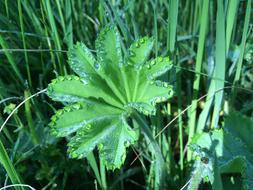 Leaf Plant Nature