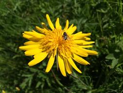 Nature Plant Summer