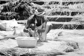Rice harvest time